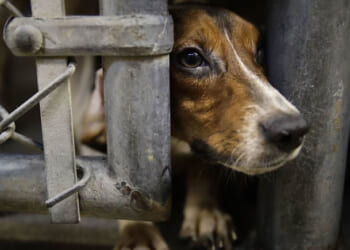 Trump Purges Painful Pet Experiments
