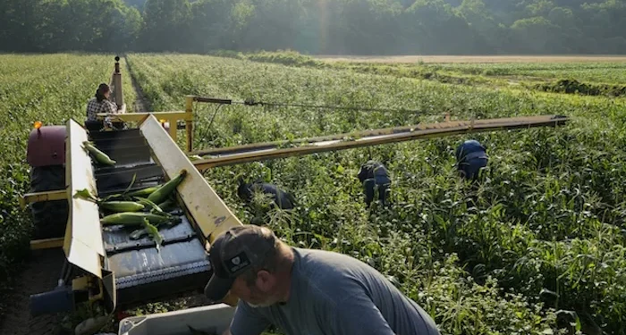 Feds pursuing illegal immigrant farmworkers absent executive action