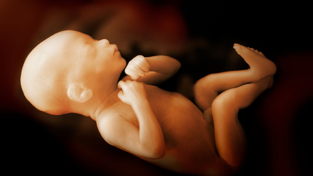 baby in womb