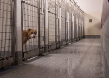 Baby mauled to death by 130-pound dog on mother's birthday, police say