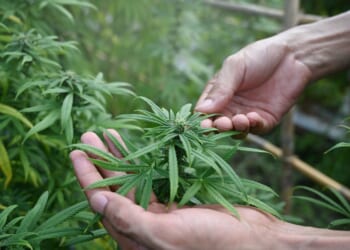 Raided cannabis farm is the subject of past labor law complaints