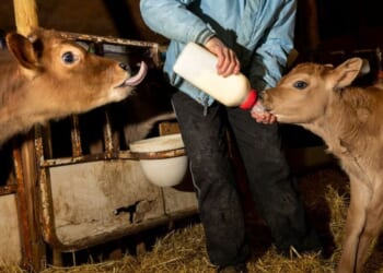 Why buying raw milk feels like breaking the law