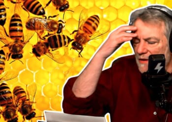 Geoengineering poisons the bees — and humans