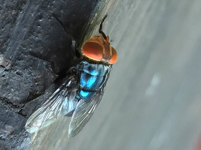 An adult New World screwworm fly sits at rest in this undated photo. (Denise Bonilla/U.S. Department of Agriculture via AP)