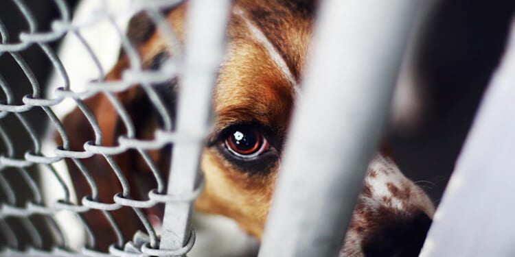 Make Protecting Animals Great Again