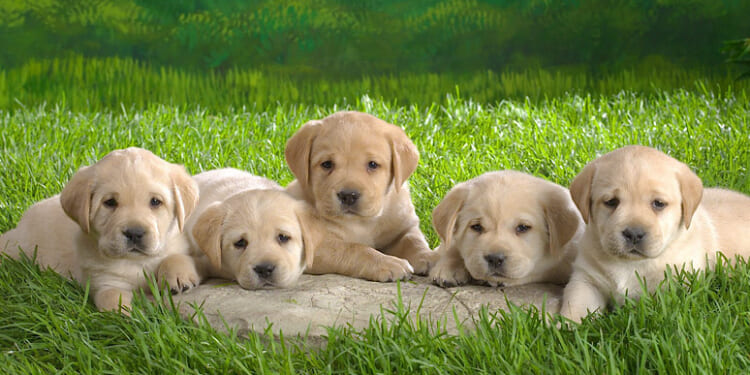 Banning Pet Sales | Frontpage Mag