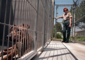 'There's blood everywhere': Man brutally mauled to death by his own dogs