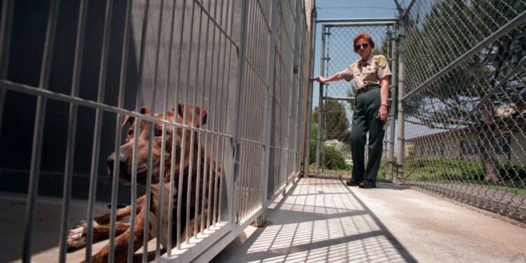 'There's blood everywhere': Man brutally mauled to death by his own dogs