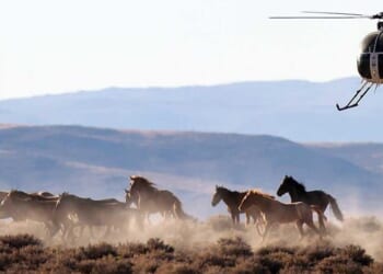 End the BLM’s war on Nevada’s wild horses and America’s freedom