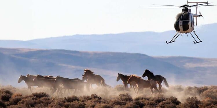 End the BLM’s war on Nevada’s wild horses and America’s freedom