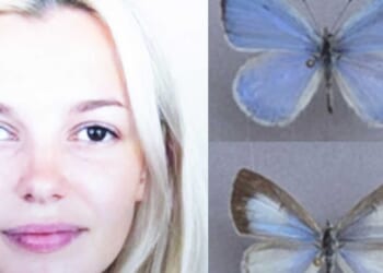 New butterfly species named in honor of Ukrainian woman brutally murdered on Charlotte light rail