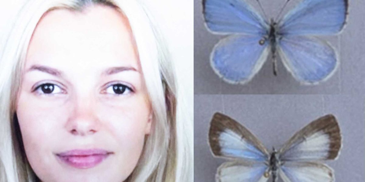 New butterfly species named in honor of Ukrainian woman brutally murdered on Charlotte light rail