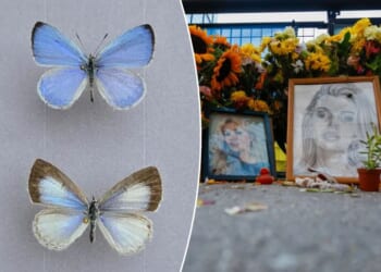 Butterfly species named after North Carolina stabbing victim Iryna Zarutska