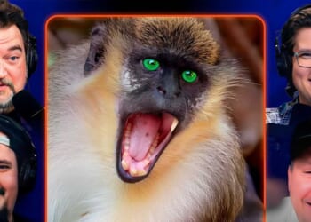 Mississippi marked safe from disease-ridden monkey escapees