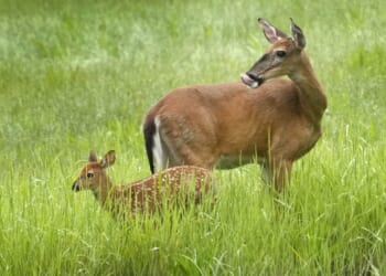 Bureaucratic red tape is forcing a baby deer to be euthanized
