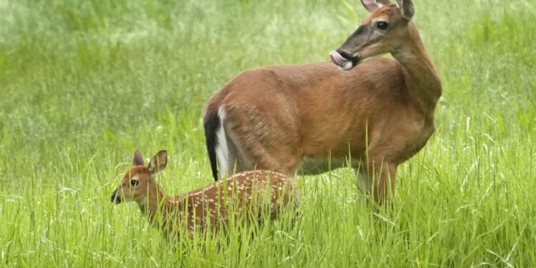Bureaucratic red tape is forcing a baby deer to be euthanized