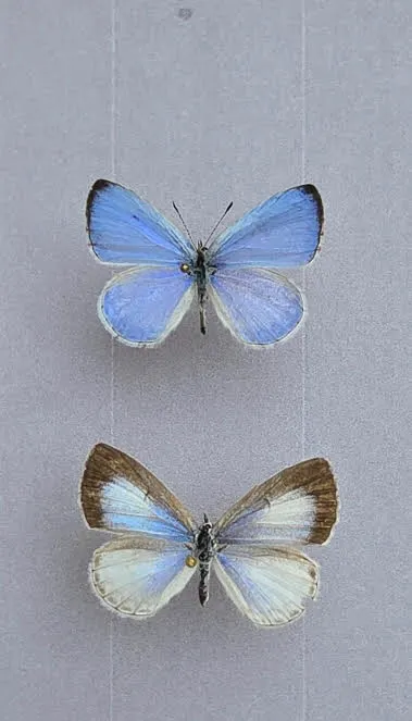 Iryna's Azure, a butterfly species.