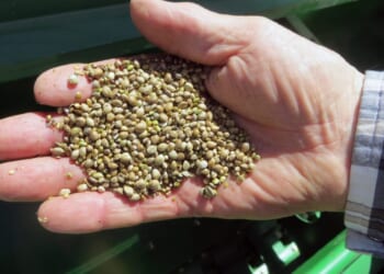 Close the hemp loophole to protect America’s kids