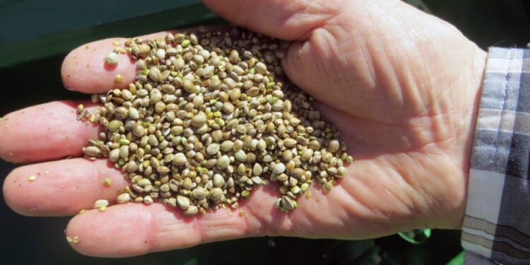 Close the hemp loophole to protect America’s kids