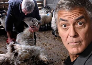 'Farmer' George Clooney wouldn't last a minute with my family's sheep