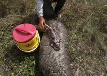 Florida removes unprecedented number of invasive pythons in 2025