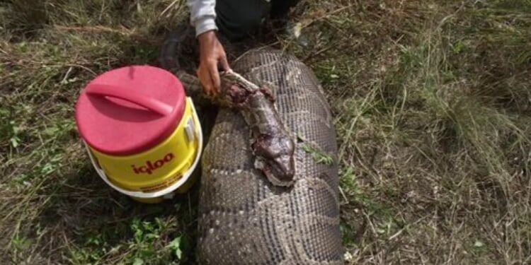 Florida removes unprecedented number of invasive pythons in 2025