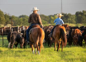Importing Argentinian Beef Will Destroy American Ranchers