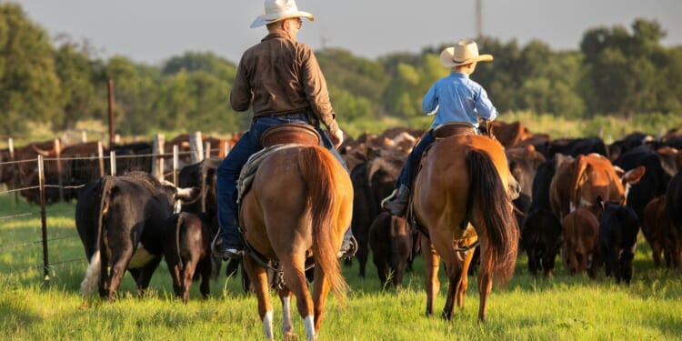 Importing Argentinian Beef Will Destroy American Ranchers