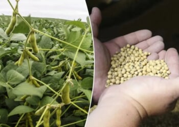 Trump announces China will resume purchases of ‘large, tremendous amounts of soybeans’