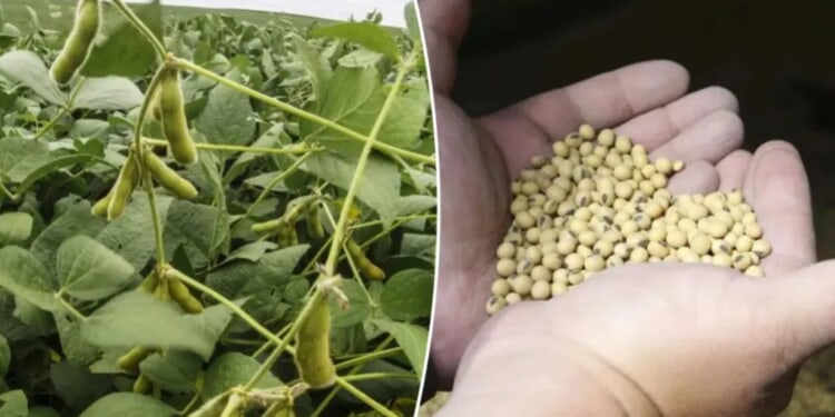 Trump announces China will resume purchases of ‘large, tremendous amounts of soybeans’
