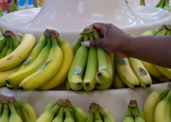 Illegal Aliens Milk SNAP For Taxpayer-Funded Free Food