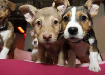 The Associated Press is getting obliterated online for shaming pet owners over climate change