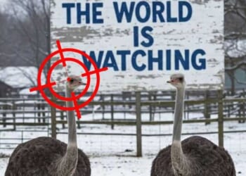 Marked for death: Government slaughter of hundreds of ostriches to proceed