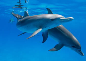 The Government vs. Animal Lovers