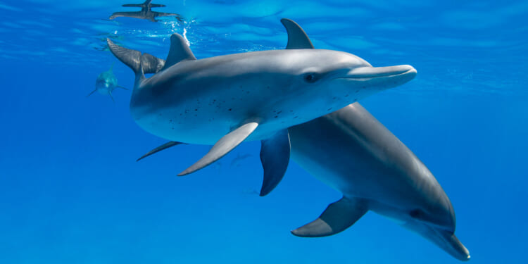 The Government vs. Animal Lovers