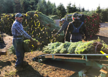 How are people illegally in the US landing jobs?