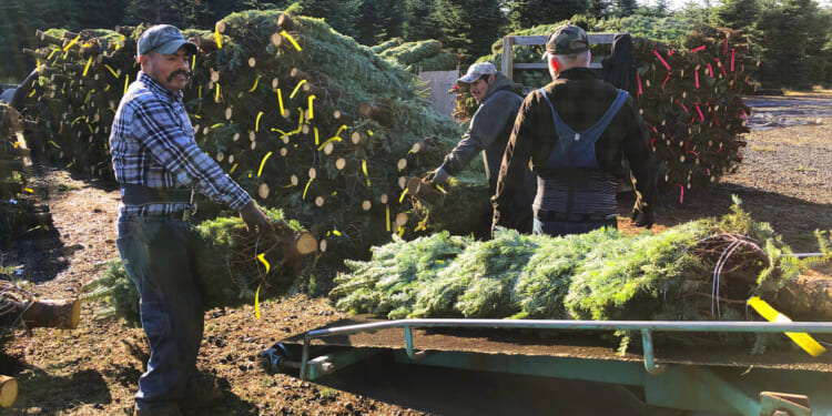 How are people illegally in the US landing jobs?