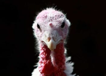 Turkey-hater's delight: 6 historic Thanksgiving substitutes