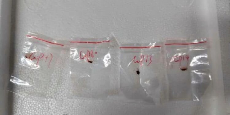 Chinese scientist to be deported after pleading guilty in fungus smuggling case