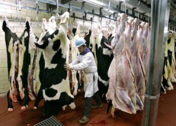 Do Illegal immigrants steal American jobs?