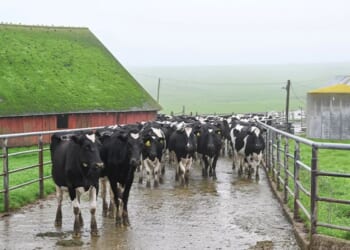 Ranchers decry beef imports from Argentina, expert says good start