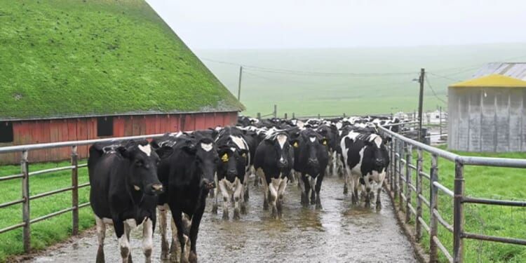 Ranchers decry beef imports from Argentina, expert says good start