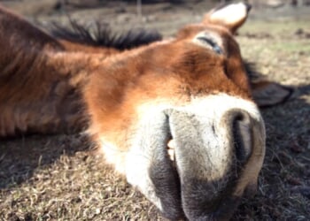 The tail of Folly - Washington Examiner