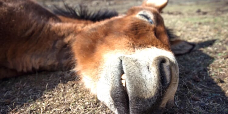 The tail of Folly - Washington Examiner