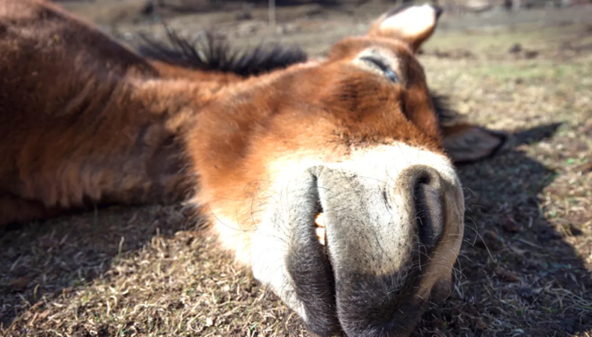 The tail of Folly - Washington Examiner