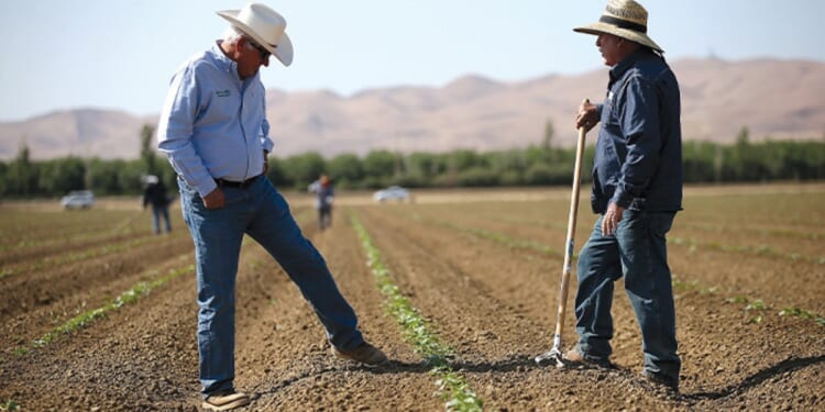 Trump plan to cut farmworker wages hurts US competitiveness