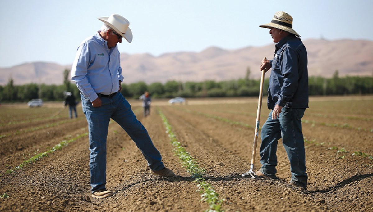Trump plan to cut farmworker wages hurts US competitiveness