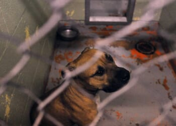 College student mauled and killed by 3 pit bulls she was pet sitting, police say