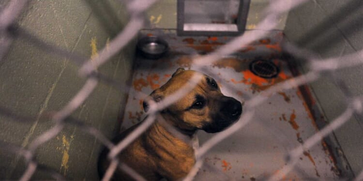 College student mauled and killed by 3 pit bulls she was pet sitting, police say