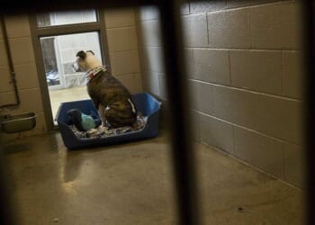 3 dogs escaped from home and mauled man to death before injuring a mother and daughter, police say